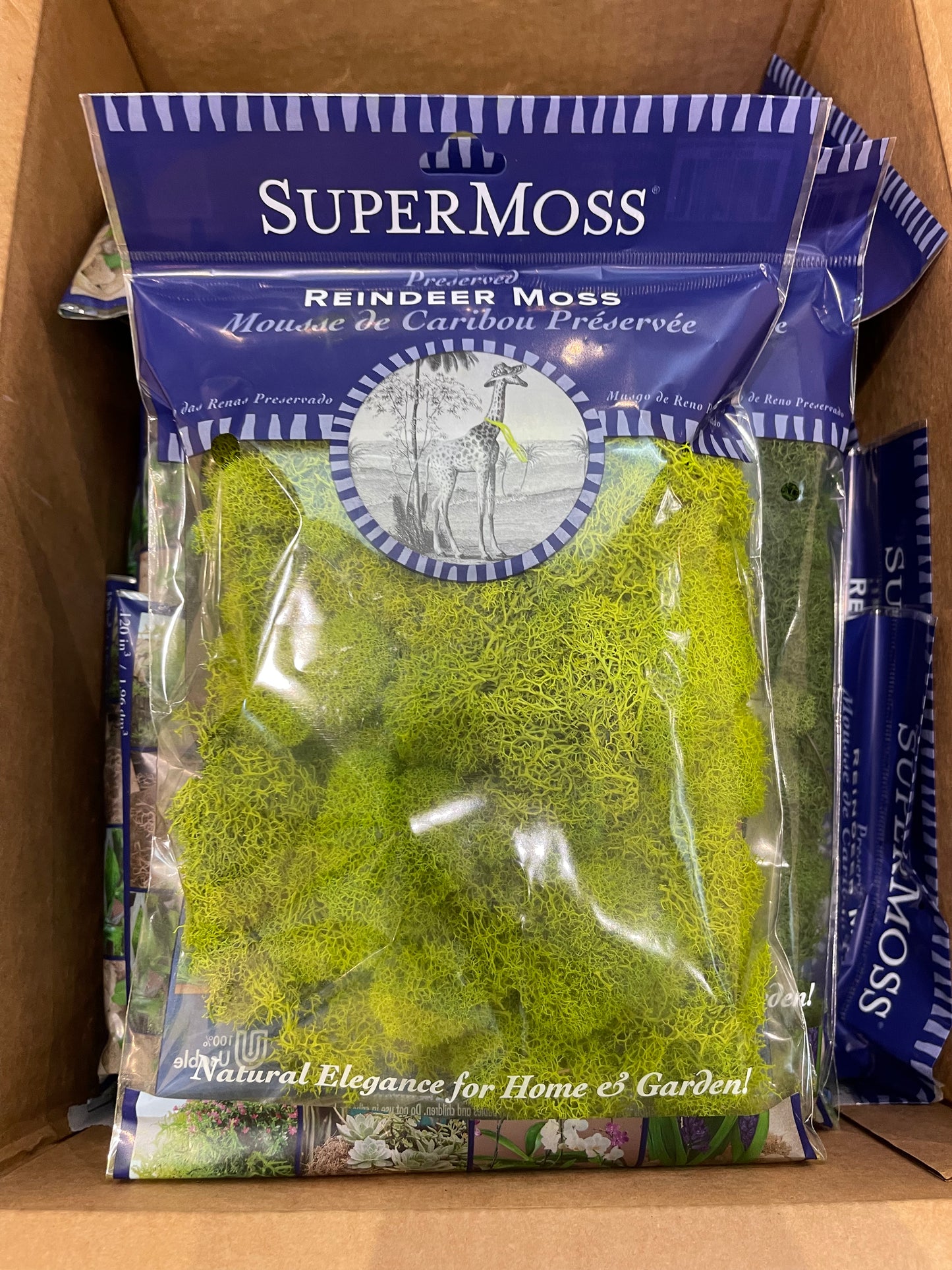 Reindeer Moss Preserved 2 ounces