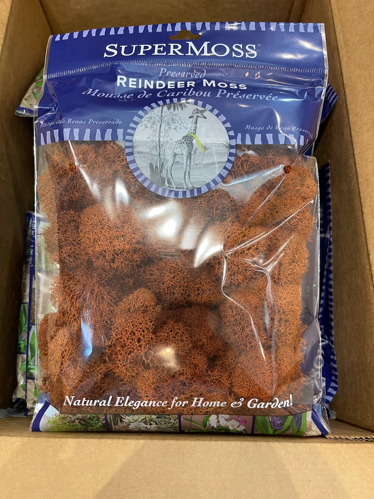 Reindeer Moss Preserved 2 ounces