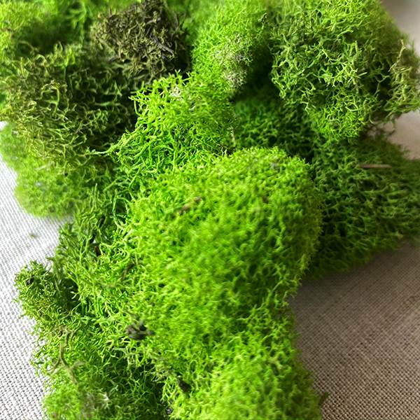 Reindeer Moss - Spring Green