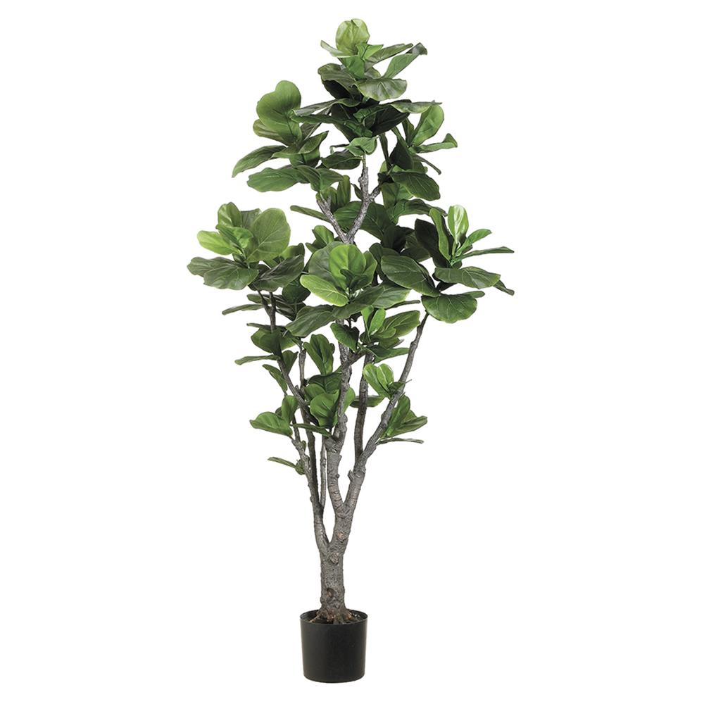 6' Fiddle Leaf Fig