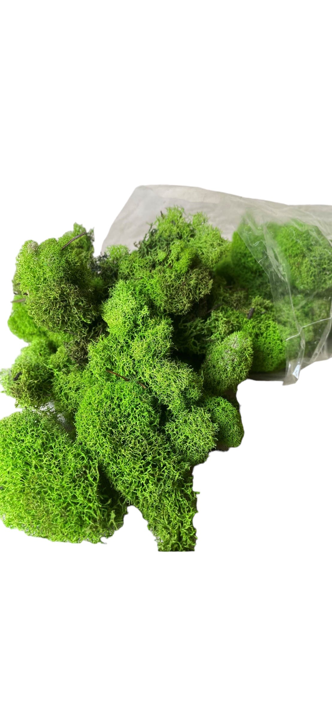 Reindeer Moss - Spring Green