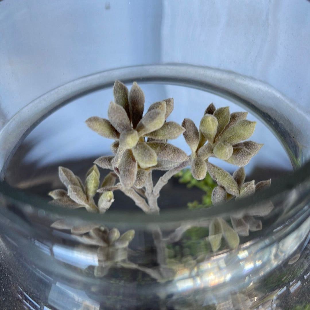 Glass Jars with Flowers - Large - The White Barn Antiques