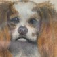 European School Pastel Portrait of a King Charles Spaniel – Framed