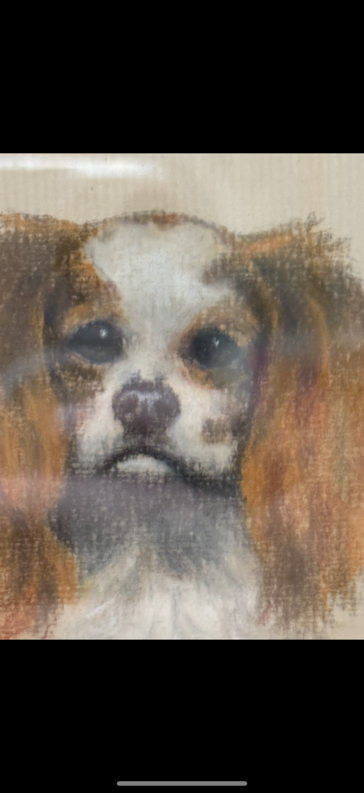 European School Pastel Portrait of a King Charles Spaniel – Framed