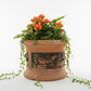 Terracotta Pot With Fruit Design