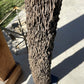 Bali Riverwood Pinnacle on Custom Stand