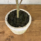 19.5" Faux Olive Tree in Decorative Pot