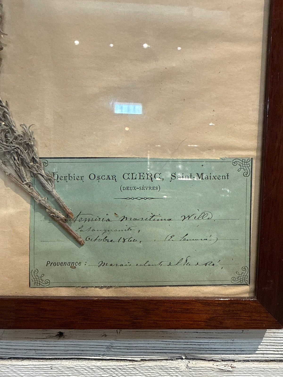 Framed French Botanical