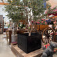 Rare Glasgow Scotland Cast Iron Foundry Planter Circa 1860 (2 Available)