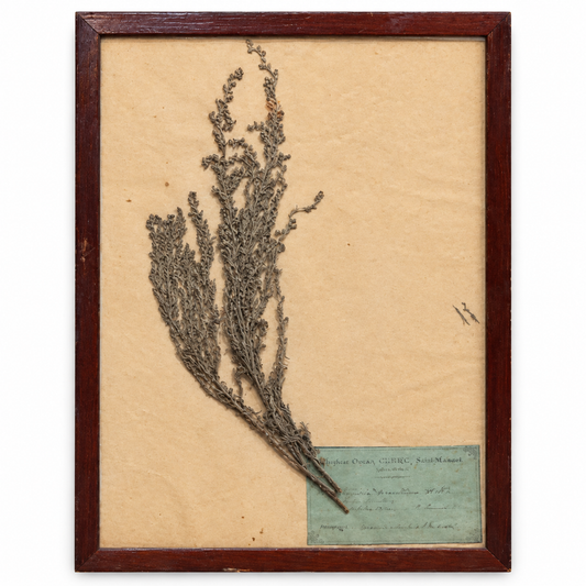 Framed French Botanical