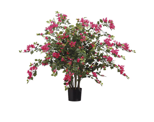 39" Bougainvillia Plant in Pot