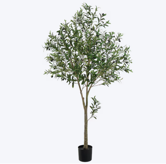 102" Olive Leaf Tree in Pot