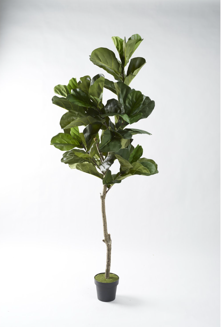 7' Fiddle Leaf Tree – Fickle International Antiques