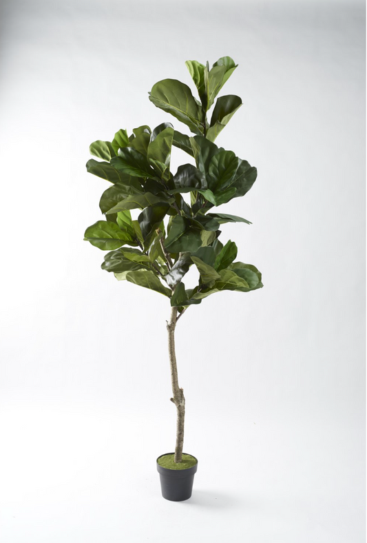 7' Fiddle Leaf Tree