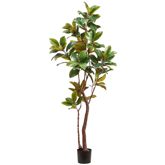 82.68" Magnolia Tree in Plastic Pot