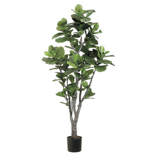6' Fiddle Leaf Fig
