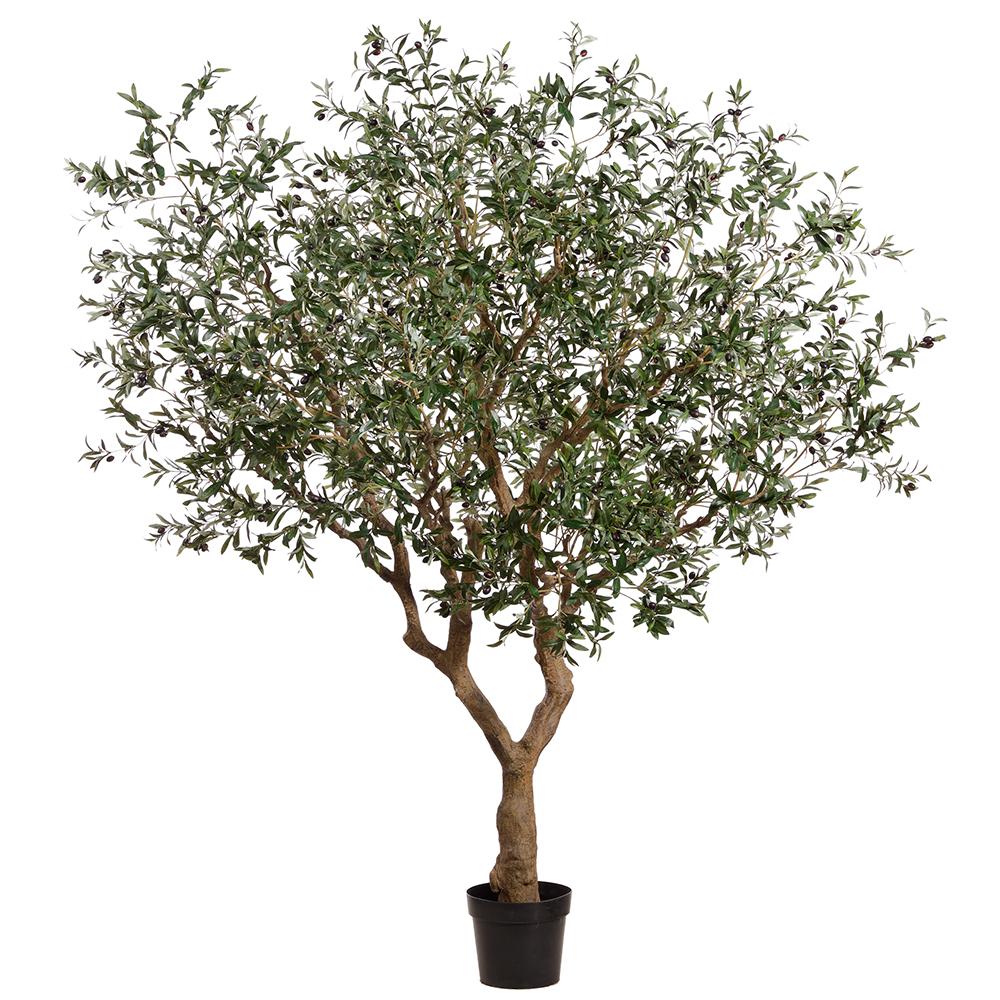 98" Olive Leaf Tree With Olives